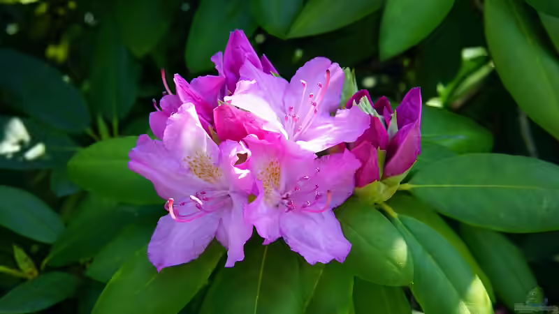 Rhododendron düngen - Der ultimative, ausführliche Guide für gesunde, kräftige Pflanzen