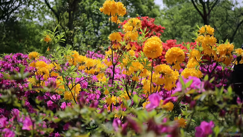 Rhododendron düngen - Der ultimative, ausführliche Guide für gesunde, kräftige Pflanzen