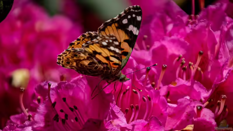 Rhododendron düngen - Der ultimative, ausführliche Guide für gesunde, kräftige Pflanzen
