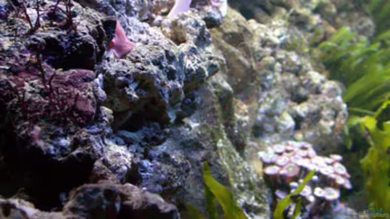 Rhodopeltis (links) und Caulerpa Prolifera von Bacalhau (4)