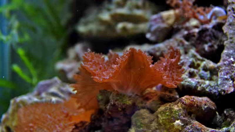 Rhodostoma von Cichlid Power (28)