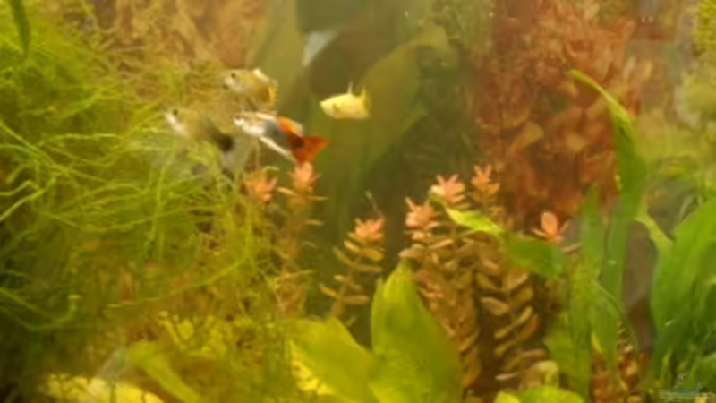 Ribbon Guppys von Sharin Stamme (3)
