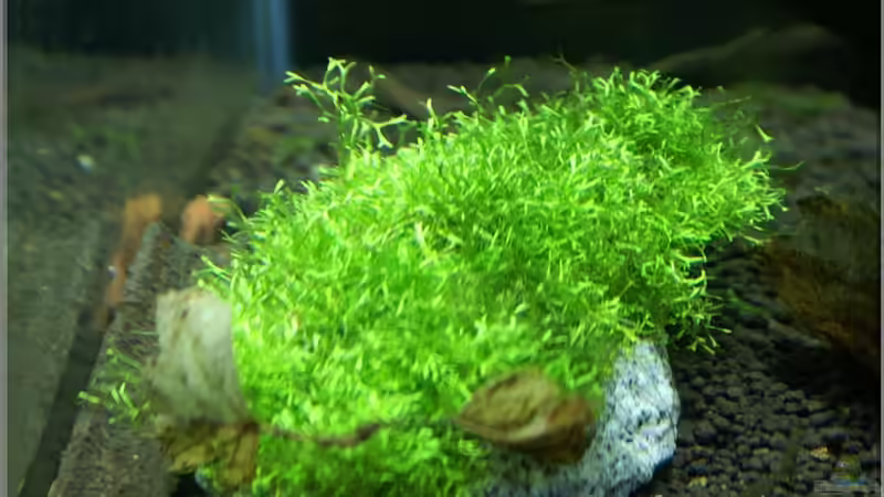 Ricca auf Stein gebunden von Christian Zwick (5)