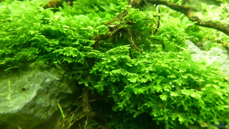 Riccardia chamedryfolia von -serok- (15)