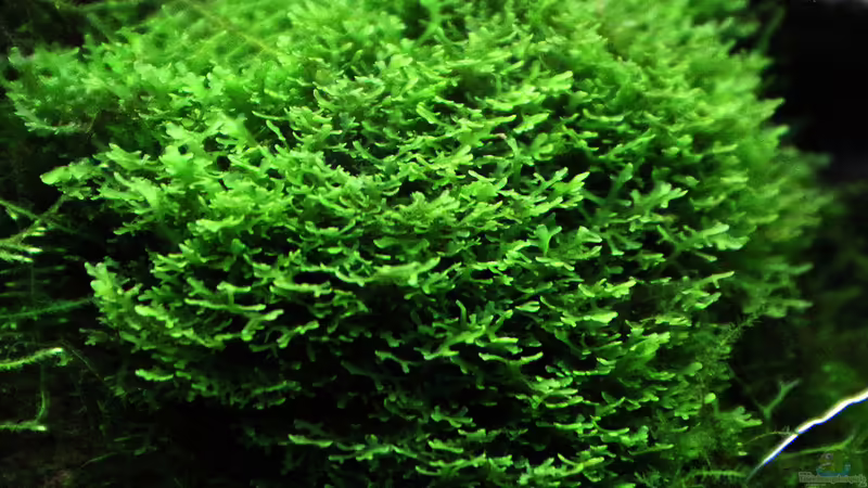 Riccardia spp. von Dirk F. (5)