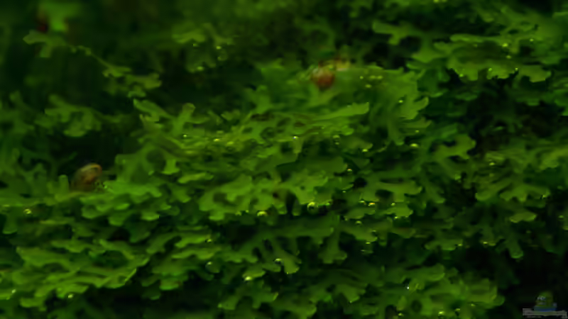 Riccardia spp. von Micha... (22)