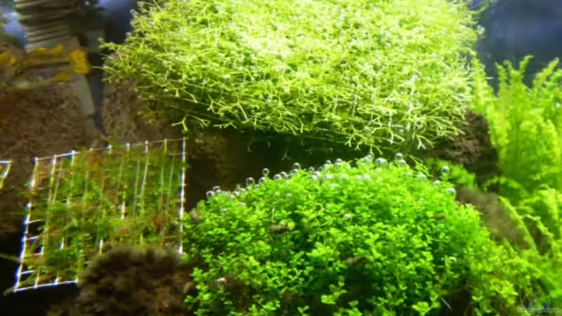 Riccia, Weeping moos, ´Cuba´ von Marc Joist (10)