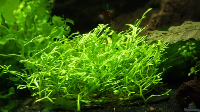 Riccia 09.04.2012 von SouthAmerica (27)