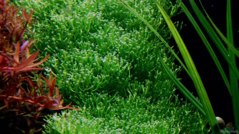 Riccia auf Wurzel aufgebunden von Plankton (7)