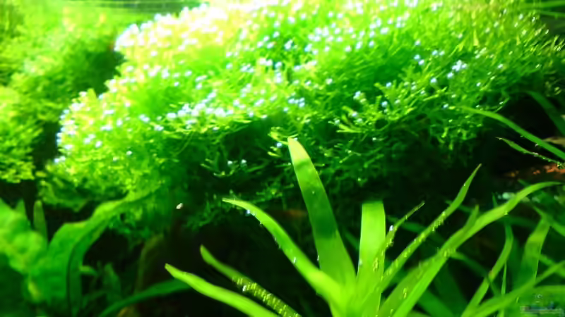 Riccia fluitanes und Trugkölbchen von Katzenmutti (6)