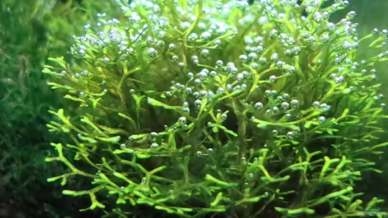 Riccia fluitans. Jedes Bläschen von Hand aufgebunden. ;-) von Der Luxemburger (4)