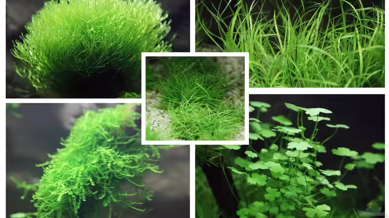 Riccia fluitans, Juncus repens, Eleocharis acicularis, Taxiphyllum barbieri, Hydrocotyle tripartita von Tilo Schmiedl (6)
