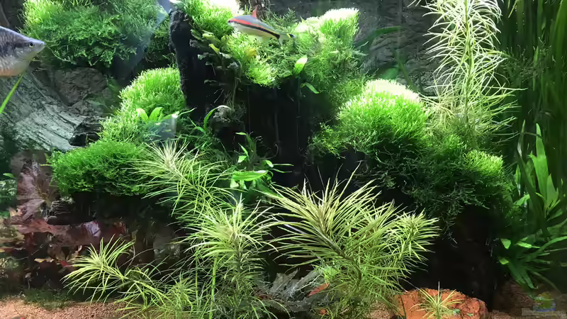 Riccia fluitans  von Acero (19)