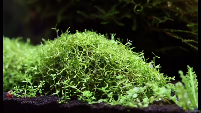 Riccia fluitans  von Tamura (5)