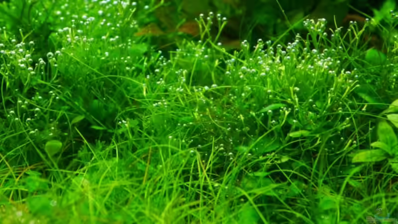 Riccia fluitans  von Zebraschneggla (33)