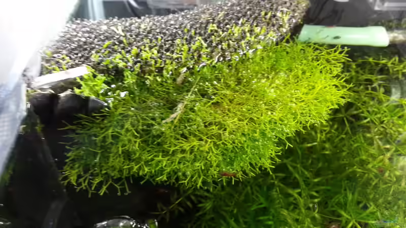 Riccia fluitans am HMF 04.05.2013 von M to the ilan (31)