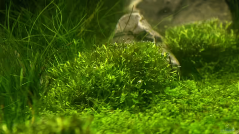 Riccia fluitans auf Lavastein von Christoph Werner (11)