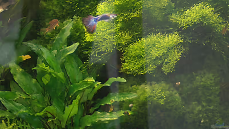 Riccia fluitans auf Monoselium spec. von flaschenbauer (6)