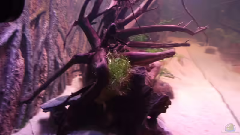 Riccia fluitans auf Moorkienholz von Dr. Manhattan (15)