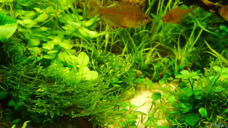 Riccia fluitans in Christmas Moos von Zebraschneggla (27)