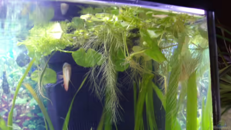 Riccia fluitans (Lebermoos), Pistia Stratiote (Muschelblume) von Cia (8)