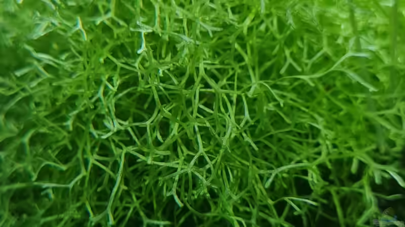 Riccia fluitans von David Schneider Aquaristik (11)