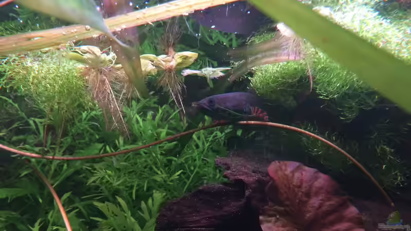 Riccia fluitans von Harald Kästner (16)