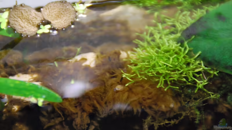 Riccia fluitans von lomarraco (26)