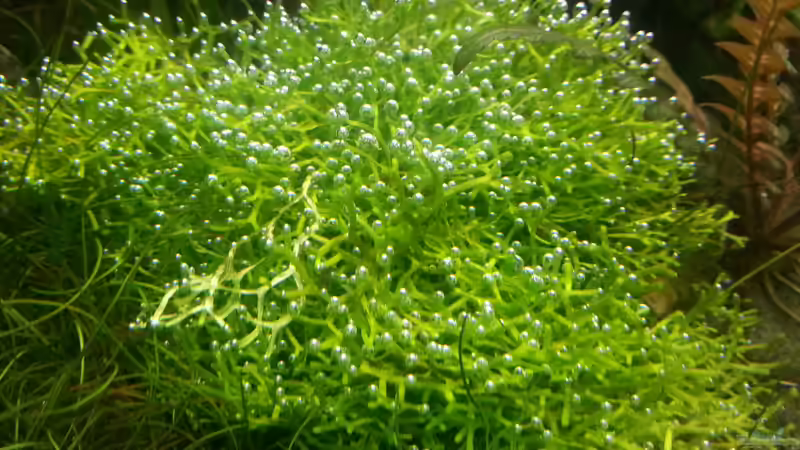 Riccia fluitans von Marcel Reiter (12)