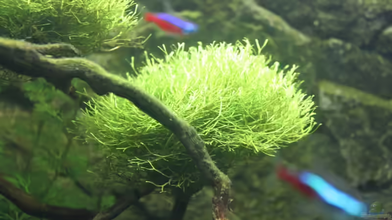 Riccia fluitans von Niklas Urban (3)