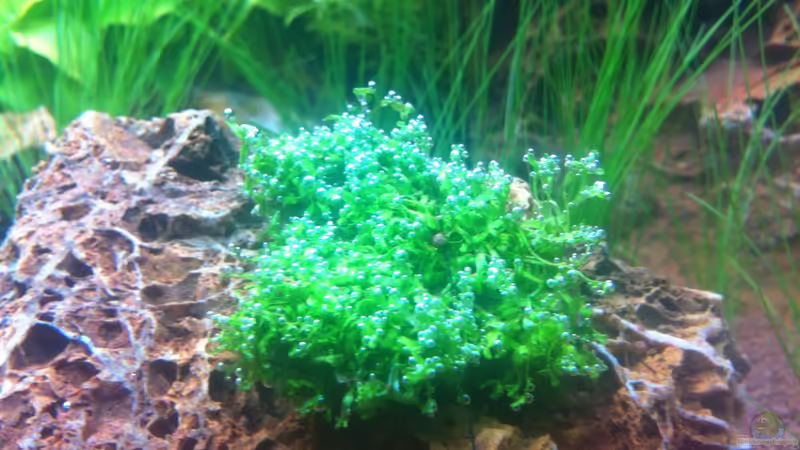 Riccia fluitans von Sascha T. (19)