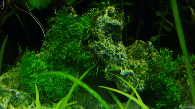 Riccia fluitans von TDG (19)