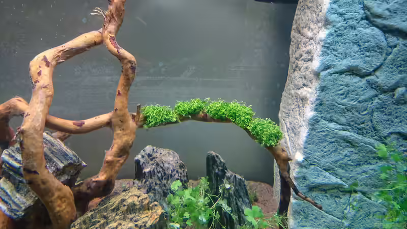 Riccia fluitans von ulli85 (9)