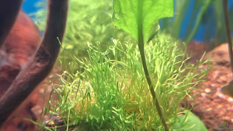 Riccia flutrans von ernst11 (5)