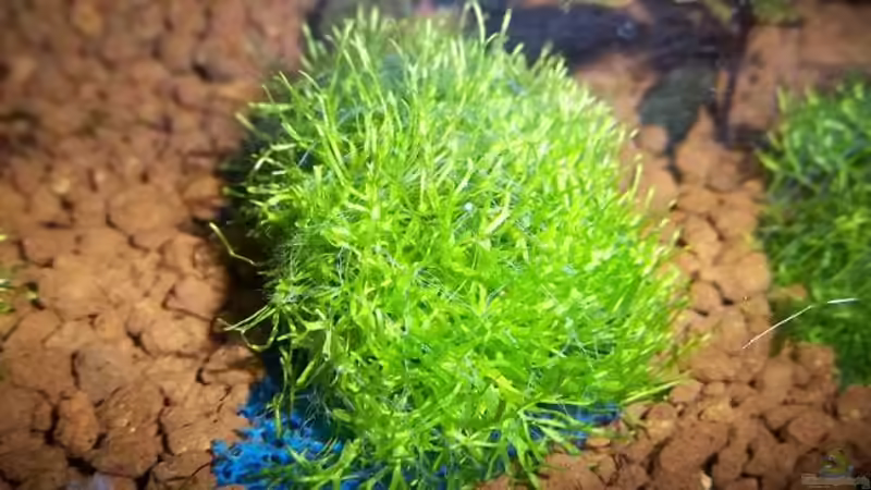 Riccia frisch mit Haarnetz auf Filterschwamm von Zebraschneggla (11)