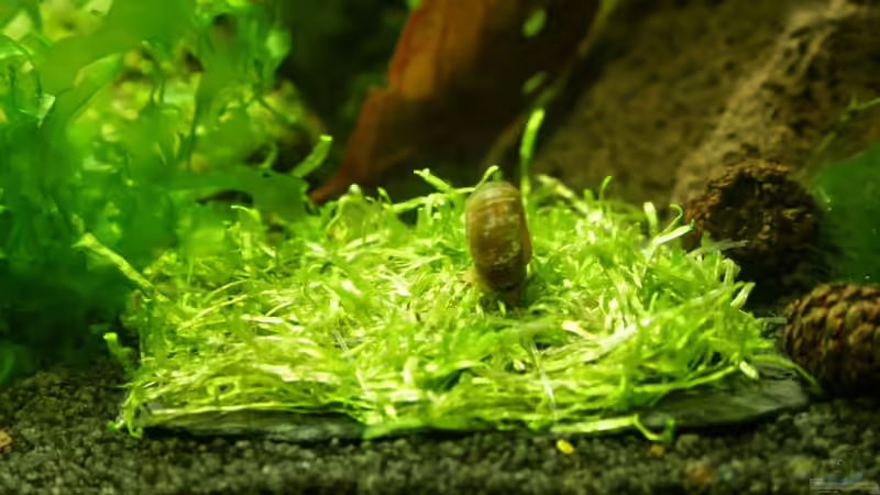 Riccia (grob) 2. Versuch von SouthAmerica (33)