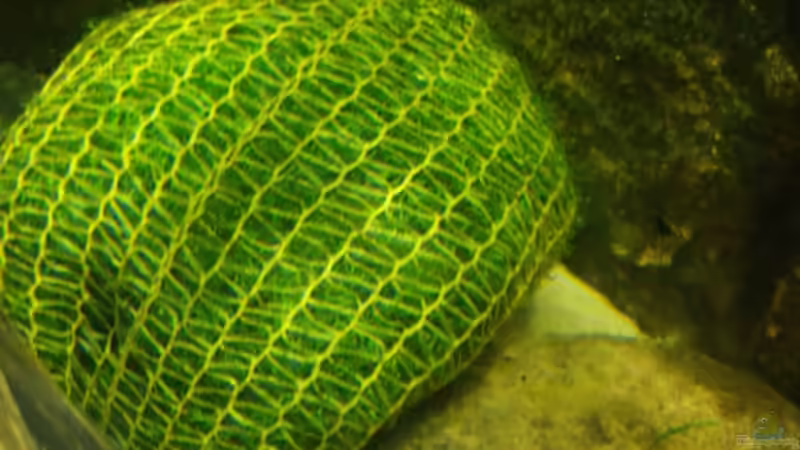 Riccia im Kartoffelsack  von PH Neutral (15)