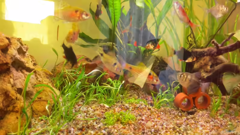 Riccia-Lilaeopsis-Rasen in den Kinderschuhen :) von Ejela (4)