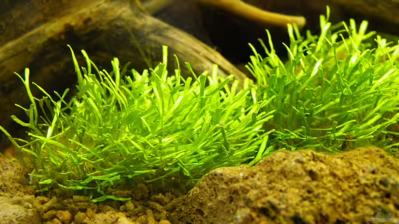 Riccia-Moos auf Lavasteine gebunden - 16.05.2011 von bergfrau (26)