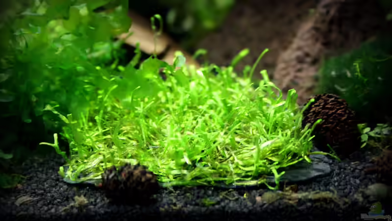 Riccia nach ca. 1 Woche von SouthAmerica (34)