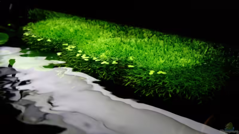 Riccia-Polster an der Rückwand von Simon John (10)