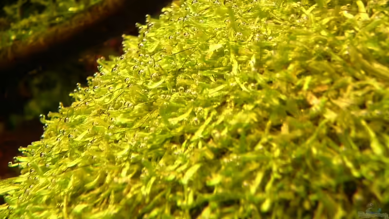 riccia rhenana (mit sauerstoffbläschen<-Photosynthese) von Timo Wünsche (21)