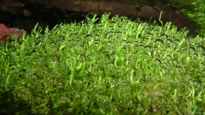 riccia rhenana von Timo Wünsche (23)