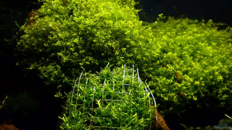 Riccia und Cuba von Marc Joist (11)