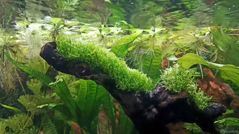 Riccia und Muschelblumen von Thomas Müller (39)