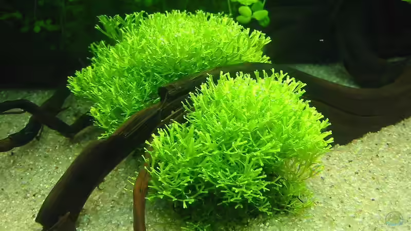 Riccia unter einem Wurzelausläufer von Frank Joseph (5)