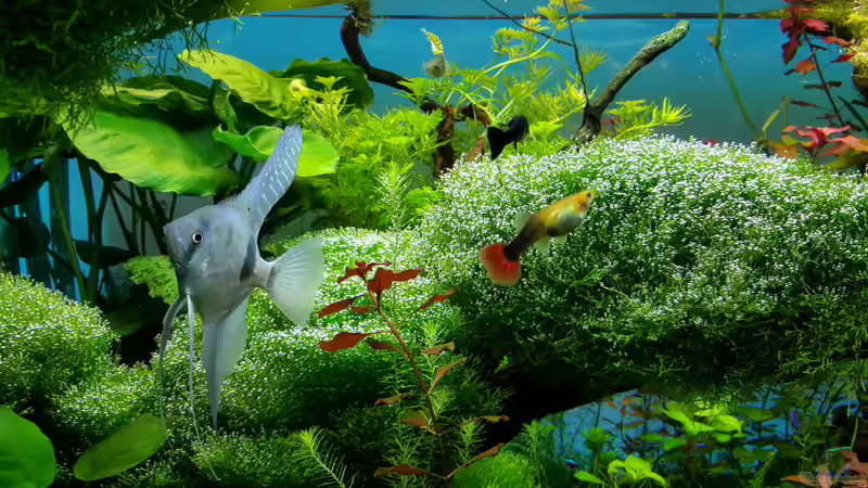 Riccia von Sebastian Hartmann (26)