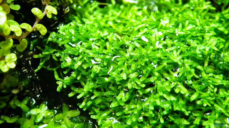 Riccia wurde eigenständig und fühlt sich wohl - 01.08.2011 von bergfrau (17)