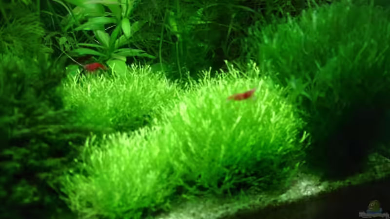 Ricciakugeln nach 2 Wochen von hej kompisar (13)