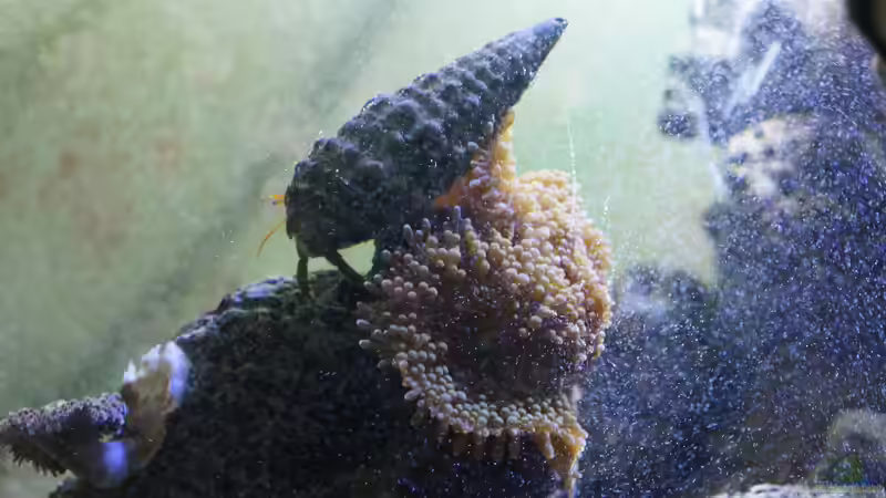 Riccordia florida + Einsiedlerkrebs von GiZZ55 (21)